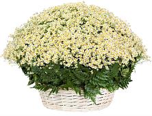 Цветочная композиция из Ромашки в корзине #REPLACE_PRED# Экажево